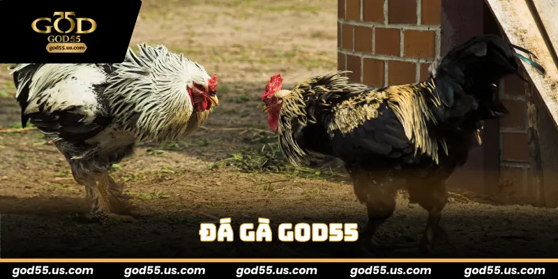Đá Gà God55 